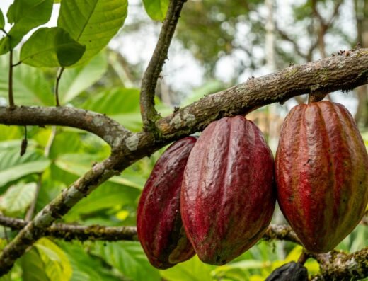 Rainforest Chocolate & Cacao Farm Tour