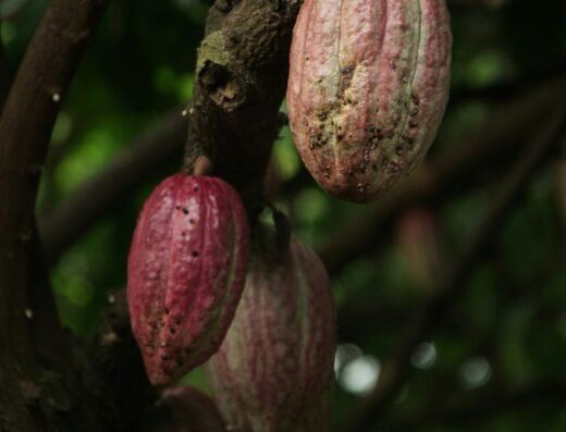Rainforest Chocolate & Cacao Farm Tour